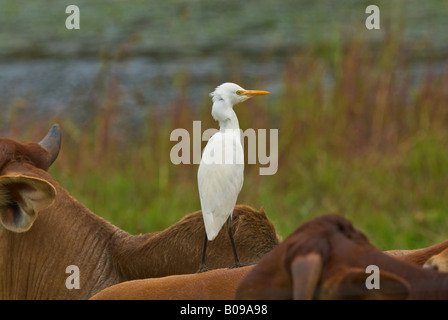 Héron garde-boeuf ardea ibis Banque D'Images