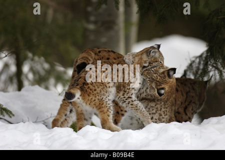 Junger lynx Luchs juvenil Banque D'Images