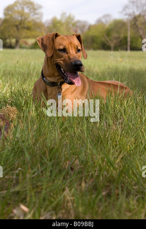 'Mo' le Rhodesian Ridgeback pose dans l'herbe Banque D'Images