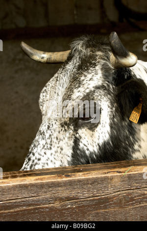 vache Banque D'Images