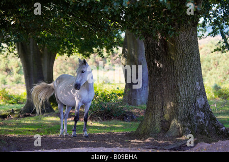 Un seul nouveau poney blanc Forêt s'abrite du soleil d'été dans un bois, le parc national New Forest, Hampshire Banque D'Images