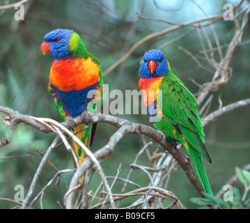 Rainbow loriquets verts Trichoglossus haematodus Banque D'Images