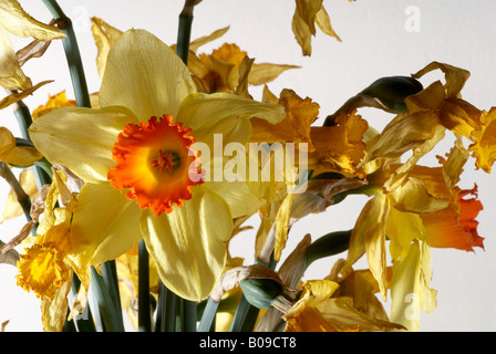 Vivre une jonquille entourée par une bande de jonquilles morts dans un vase Banque D'Images