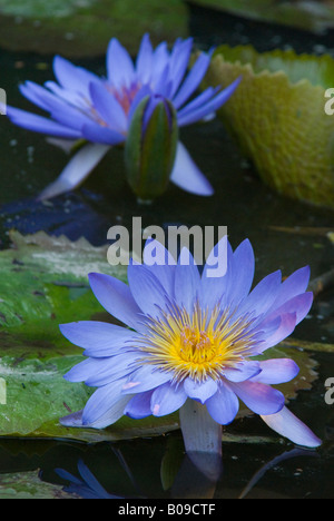 Nénuphar violet Kanapaha Botanical Gardens Gainesville Florida USA Banque D'Images