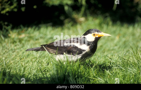 Adult Asian Pied sansonnet Sturnus contra - Prisonnier Banque D'Images