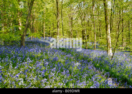 Chemin à travers les fabuleux bois de bluebell à Wendover Bucks Banque D'Images