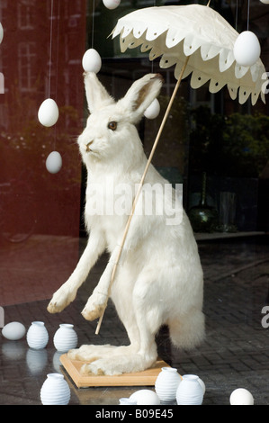 Amsterdam, une montagne farcis ou lièvre arctique, Lepus timidus, ('lapin blanc") dans une vitrine sur la Rue Prinsengracht Banque D'Images