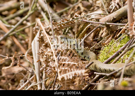 Couleuvre à collier Natrix natrix close-up de tête et haut du corps mort de bracken Banque D'Images