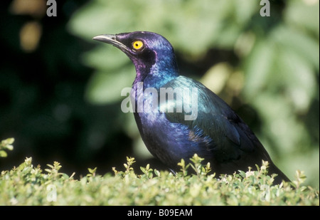 Lamprotornis nitens Cape Glossy Starling Banque D'Images