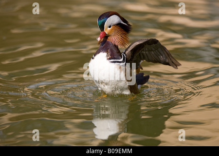 Canard Mandarin Aix galericulata - plumes de nettoyage Banque D'Images