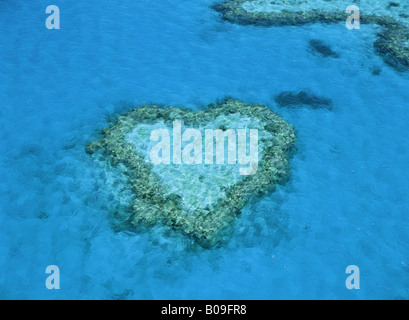 Vue aérienne de coeur de corail dans Hardy Reef fait partie d'une grande barrière de corail, Queensland, Australie Banque D'Images