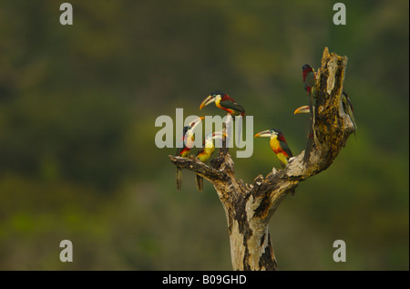 Troupeau de curl aracari à crête, au Brésil. Banque D'Images