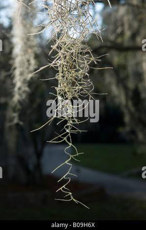 Tillandsia Usneoides mousse espagnole à Kanapaha Botanical Gardens Gainesville Florida USA Banque D'Images