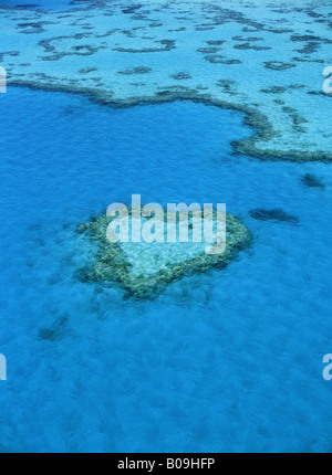 Vue aérienne de coeur de corail dans Hardy Reef fait partie d'une grande barrière de corail, Queensland, Australie Banque D'Images