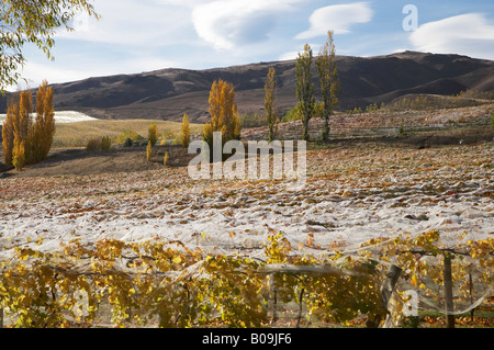 Le bannock Brae Bannockburn Vineyard Central Otago ile sud Nouvelle Zelande Banque D'Images