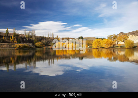 La couleur en automne et vignoble Bannockburn Inlet Lake Dunstan Central Otago ile sud Nouvelle Zelande Banque D'Images