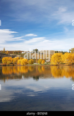 La couleur en automne et vignoble Bannockburn Inlet Lake Dunstan Central Otago ile sud Nouvelle Zelande Banque D'Images