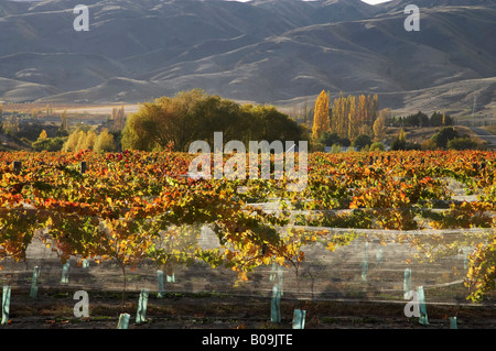 Route de domaine vignoble en automne Bannockburn Central Otago ile sud Nouvelle Zelande Banque D'Images