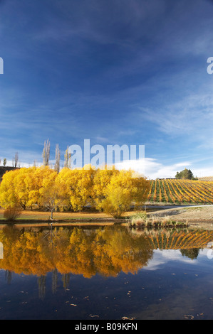 La couleur en automne et vignoble Bannockburn Inlet Lake Dunstan Central Otago ile sud Nouvelle Zelande Banque D'Images