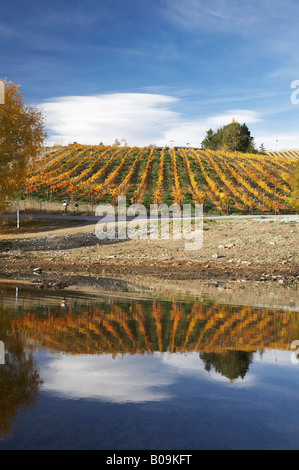 La couleur en automne et vignoble Bannockburn Inlet Lake Dunstan Central Otago ile sud Nouvelle Zelande Banque D'Images