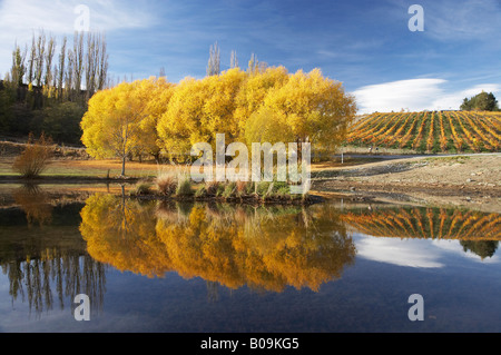 La couleur en automne et vignoble Bannockburn Inlet Lake Dunstan Central Otago ile sud Nouvelle Zelande Banque D'Images