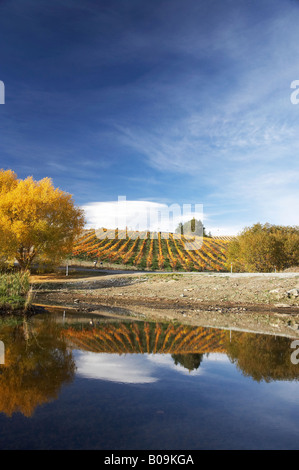 La couleur en automne et vignoble Bannockburn Inlet Lake Dunstan Central Otago ile sud Nouvelle Zelande Banque D'Images