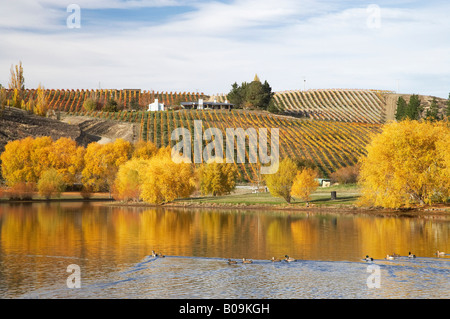 La couleur en automne et vignoble Bannockburn Inlet Lake Dunstan Central Otago ile sud Nouvelle Zelande Banque D'Images