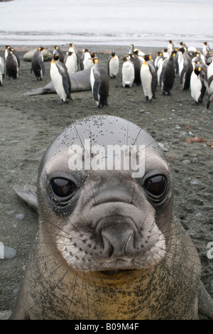 Bébé phoque éléphant sur l'île Macquarie, Territoire australien Sub-Antarctic King Penguin Banque D'Images