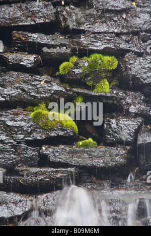Moss pousse sur les rochers de l'ancienne usine de Roswell historique barrage situé sur Vickery Creek à Roswell, Georgia. Banque D'Images