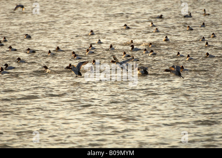 WWT Welney birds flying off pour se percher au crépuscule sur les fens par zone d'observation Banque D'Images