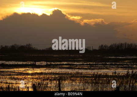 WWT Welney coucher de soleil sur les oiseaux des marais de dormir sur les fils télégraphiques Cambridgeshire par zone d'observation Banque D'Images