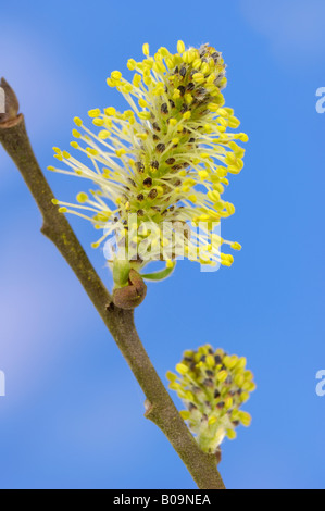 Chatons des saules de chèvre, Salix caprea, sur un fond bleu Banque D'Images