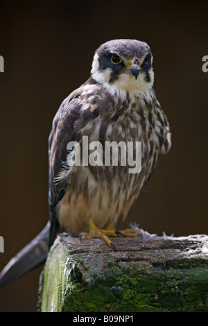 Passe-temps - Falco subbuteo eurasien Banque D'Images