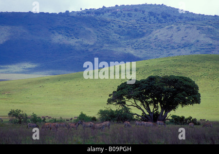 Safari dans le cratère du Ngorongoro, en Tanzanie Banque D'Images