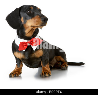 Daschund dans Red Bow Tie Banque D'Images