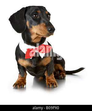 Daschund dans Red Bow Tie Banque D'Images