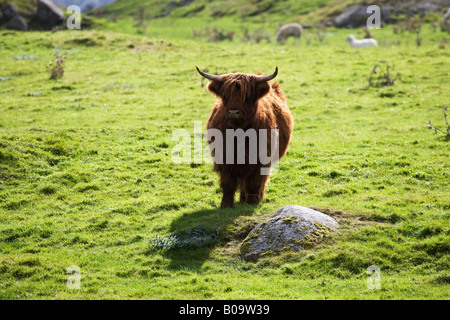 Une vache Highland debout dans un champ vert, Dumfries & Galloway, Scotland, UK Banque D'Images