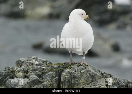 Sheathbill neigeux, le visage pâle, sheathbill Paddy (Chionis alba), sur la roche, de l'Antarctique Banque D'Images