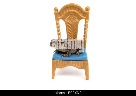 European crapaud commun (Bufo bufo), toad sur toy trône Banque D'Images