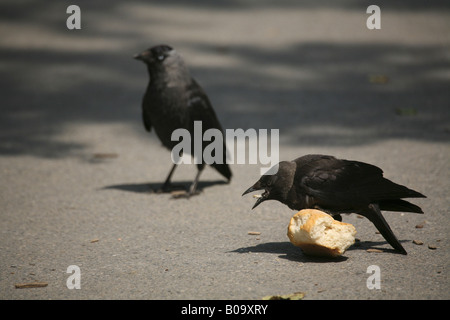 Choucas (Corvus monedula), capturés avec bun Banque D'Images