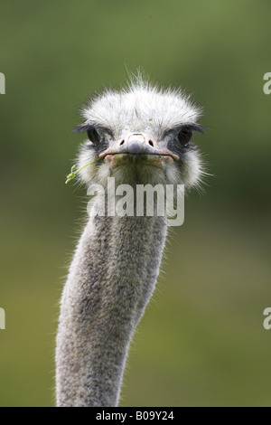 Autruche (Struthio camelus), homme, portrait du chef, Afrique du Sud, Province du Cap Banque D'Images