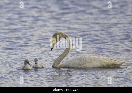 Cygne chanteur (Cygnus cygnus), Swan adultes avec les poussins, natation, Suède, Laponie Banque D'Images