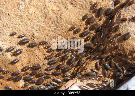 Grande mer-mer, Slater Slater (quay-louse) (Ligia oceanica), groupe de mer slaters dans la zone de marée, Afrique du Sud, Province du Cap Banque D'Images