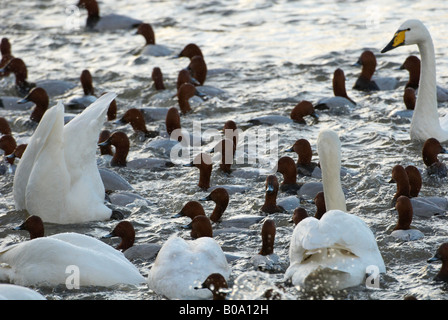 WWT Welney Cygne chanteur Cygnus cygnus et milouin Aythya ferina dans une frénésie d'alimentation par zone d'observation Banque D'Images