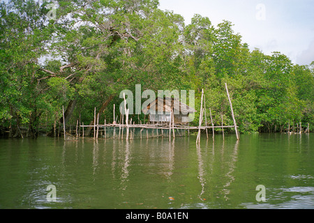 Kelong, une structure en bois construite à des fins de pêche dans la rivière mangrove sur l'île de Bintan, Indonésie. Banque D'Images