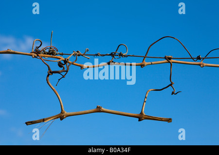 Couper la vigne accrochée à un fil guide dans un vignoble français au printemps Banque D'Images