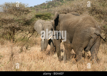 Les éléphants sur la savane dans Tanzanie Banque D'Images