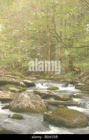 Flux avec des cornouillers fleurit en printemps brouillard Great Smoky Mountain National Park Banque D'Images