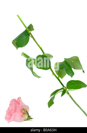 Avec tige cassée rose Banque D'Images