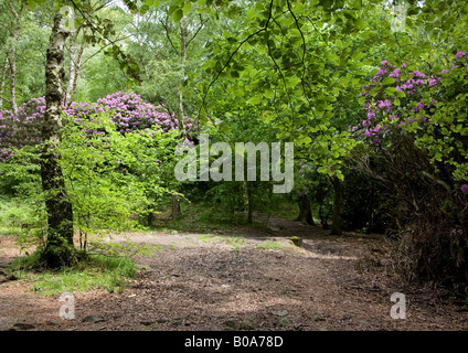 Au printemps été, bois, Whalley, Clitheroe, Lancashire, Angleterre. L'un des nombreux domaines forestiers gérés dans la vallée de Ribble. Banque D'Images